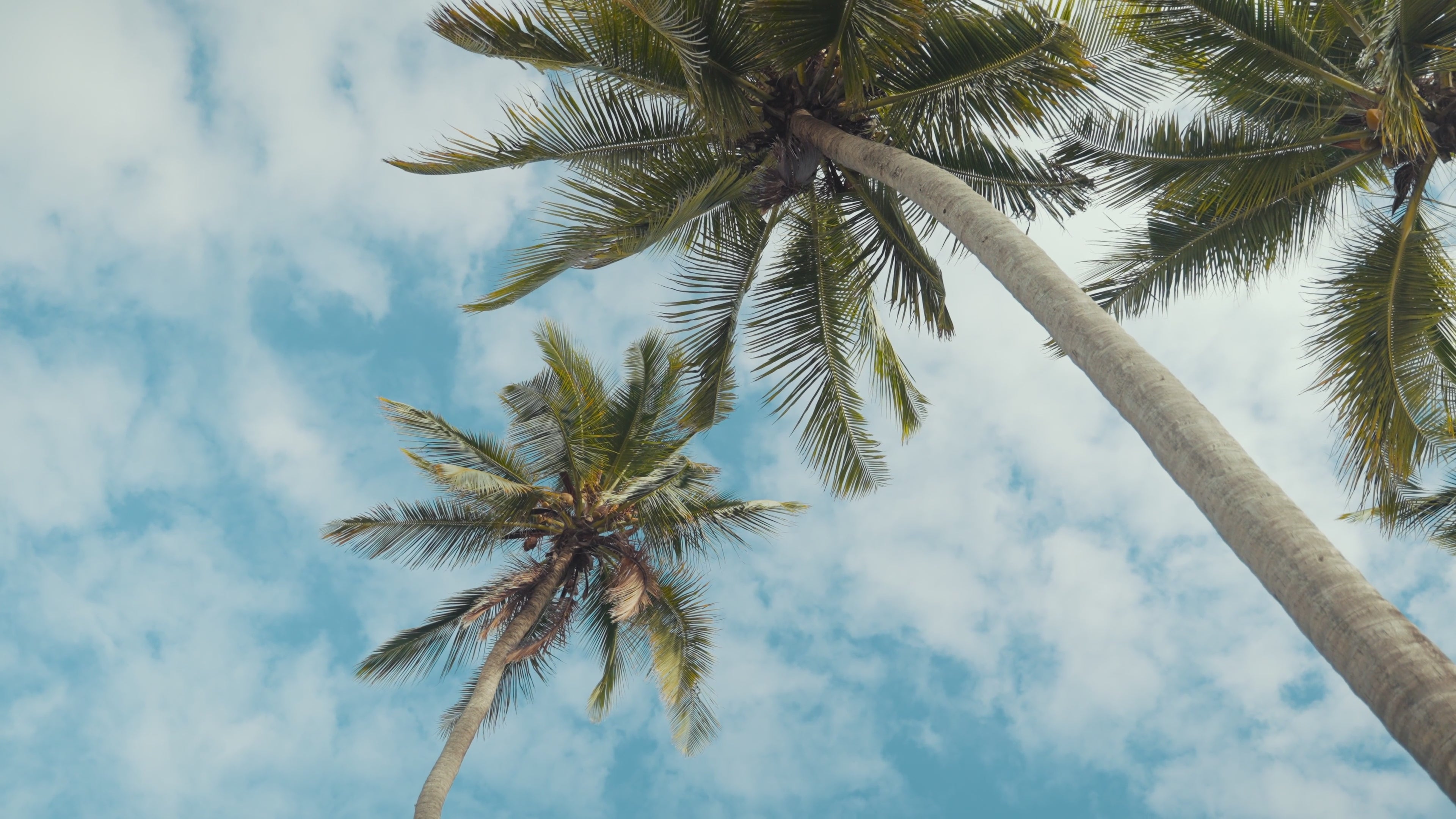 Video of California Palm Trees